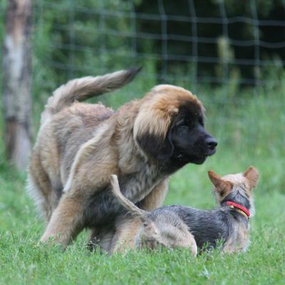 Leonberger I York Socjalizacja